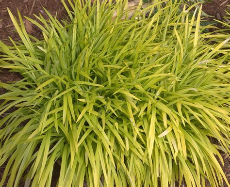 Peedee Ingot Golden Monkey Grass Liriope Muscari Sunshade Gallon