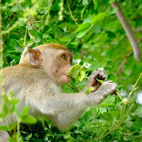 Premium Photo Close Up Of Monkey Eating Plant
