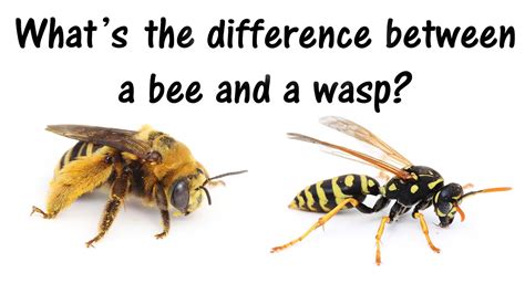 Whats The Difference Between Wasps And Bees Youtube