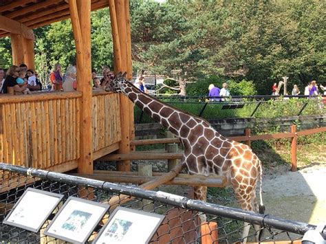 Como Park Zoo And Conservatory Saint Paul All You Need To Know Before