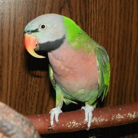 Maci Is One Of My Five Birds He Is A Mustache Parakeet Parakeets