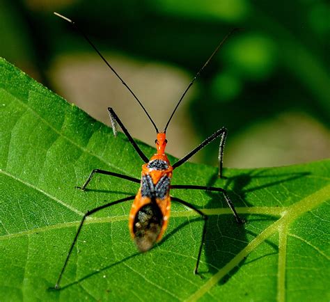 Assassin Bug Wheelassassin Bugs Pinterest Insects