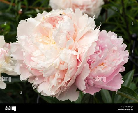 Heavily Fragrant Summer Flowers Hi Res Stock Photography And Images Alamy