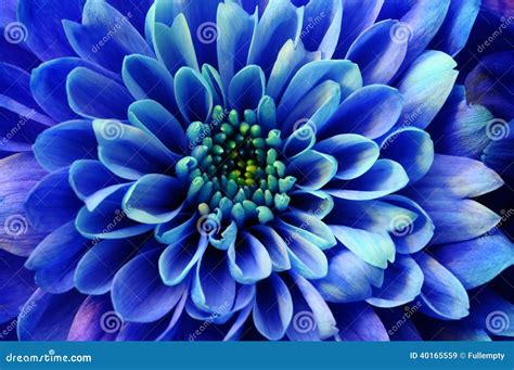 Macro Of Blue Flower Aster Stock Image Image Of Detail 40165559