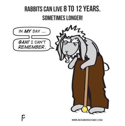 31 Best Rabbit Jokes Images On Pinterest Dwarf Rabbit Pet Rabbit And