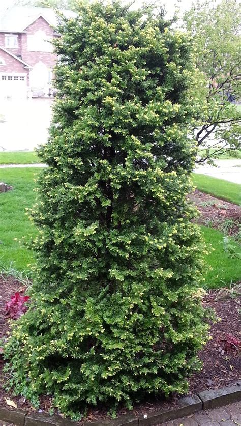 Photo Of The Entire Plant Of Japanese Yew Taxus Cuspidata Capitata