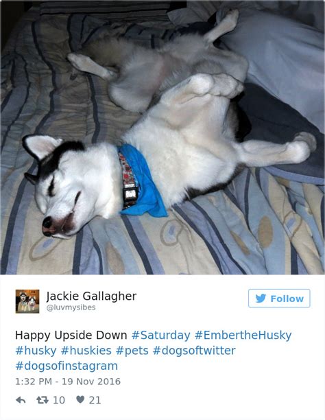 10 Of The Most Hilarious Posts About Huskies Ever