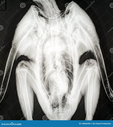 X Ray Of A Bird Stock Photo Image Of Rehab Skeleton 74866248