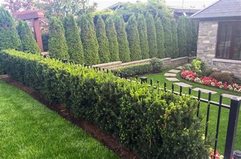 Best Landscaping Privacy Shrubs For Small Space Home Decorating Ideas