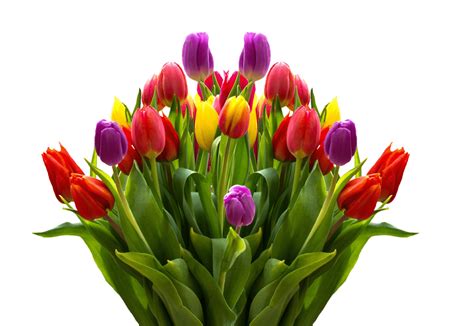 Bergières Fleurs | Bouquet de tulipes