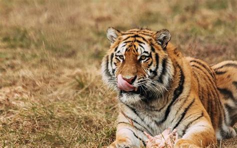 Mujer se enfrenta a tigre para salvar a su hijo recién nacido quién