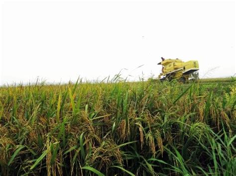 Ulang tahun ke 10 (lembaga padi dan beras negara). Mengenali Industri Beras Perang Kedah | The Outlook