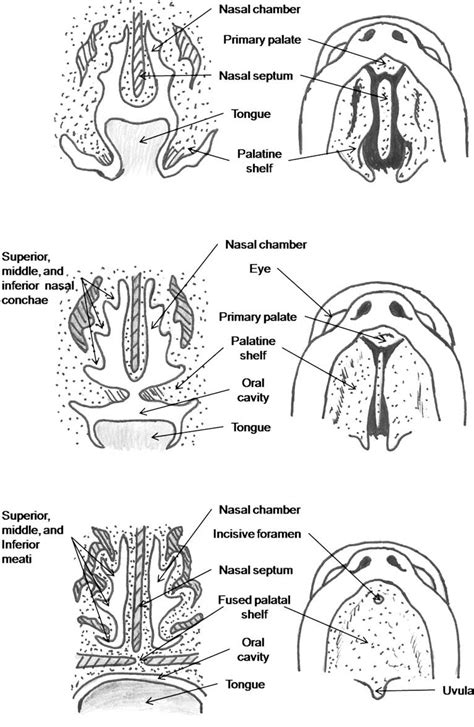 Pdf Nasal Septal And Turbinate Anatomy And Embryology Semantic