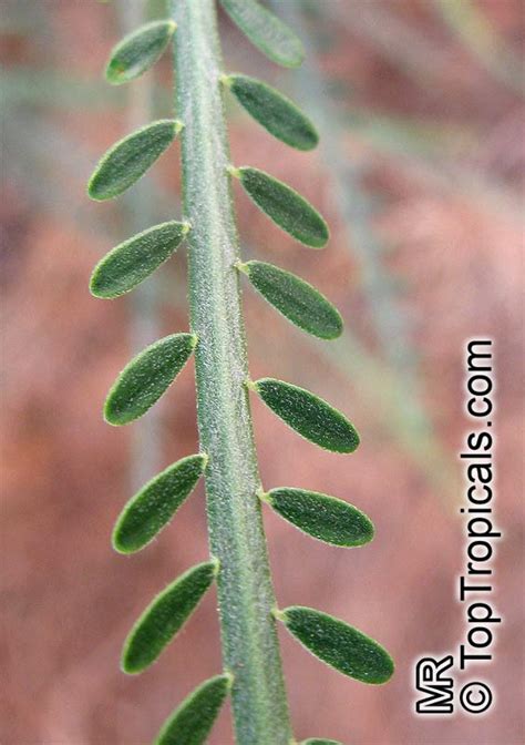 Parkinsonia Aculeata Jerusalem Thorn