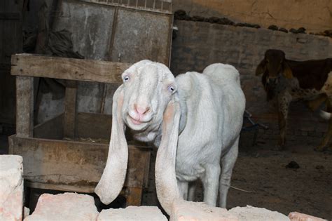 Anglo Nubian Goat Goat Breed Profile And Information