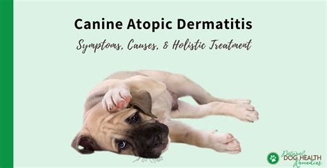 Canine Atopic Dermatitis Symptoms Causes And Treatment