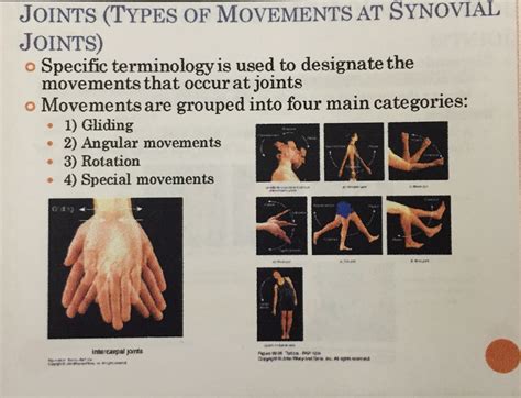 Types Of Movement At Synovial Joints Human Body Muscles Synovial
