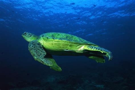 Pin On Sea Turtles