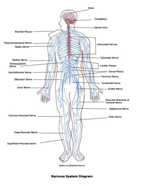 Labeled Diagram Of The Nervous System Human Nervous