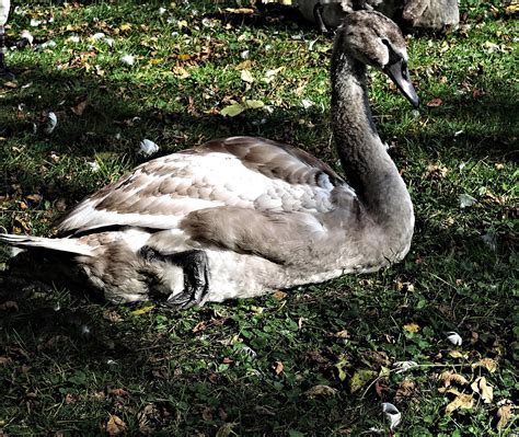 Free Images Nature Wing Wildlife Beak Fauna Swan Duck Goose