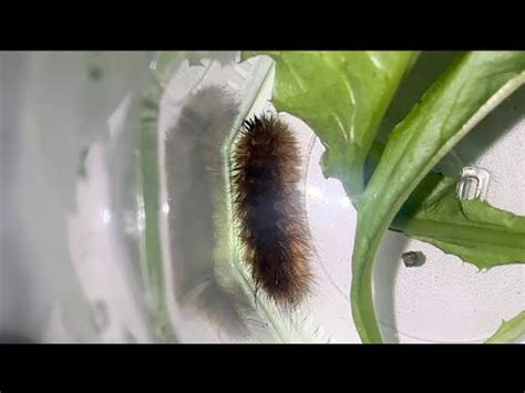 Rescued Ruby Tiger Moth Caterpillar 1 YouTube