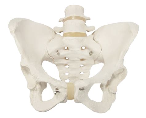 Female Pelvic Bone Anatomy Diagram