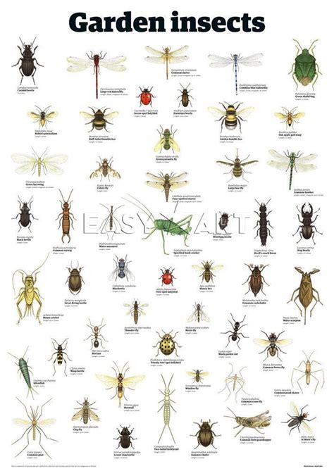 Garden Insect Identification Chart If Garden Insects Garden