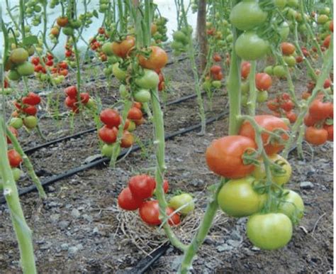 Pruned Trellised And Defoliated Indeterminate Tomato Plant Source