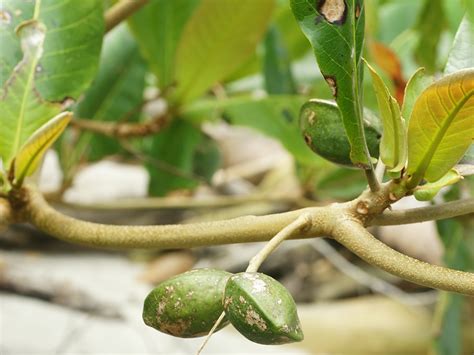 Maybe you would like to learn more about one of these? Terminalia catappa - Wikiwand