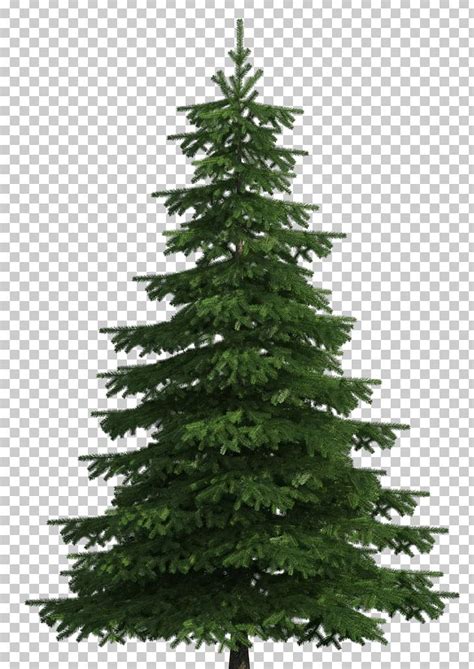 Sugar Pine Scots Pine Balsam Fir Tree PNG Clipart Balsam Fir Branch