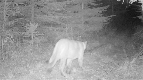 Dnr Confirms Cougar Spotted In Central Wisconsin