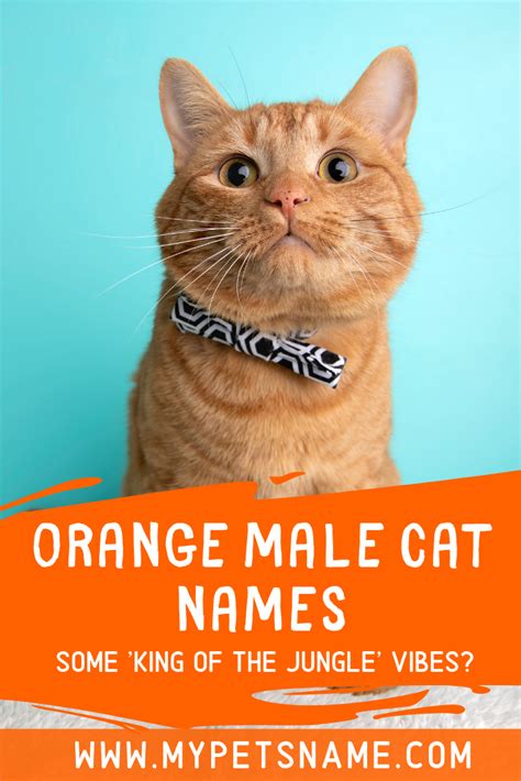 Naming your cat is a personal thing and it is not easy to find a perfect kitten name. Did you know that a cat's personality is linked to its ...
