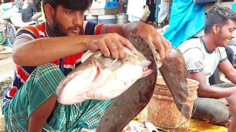 Monster Boal Fish Cutting In Fish Market Fish Cutting Videos