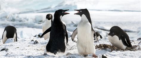 These amazing birds inhabit… africa, but only its a penguin's warming fat helps them to live in the cold antarctic. Penguins movie review & film summary (2019) | Roger Ebert