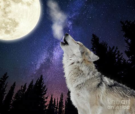Wolf Howling At The Moon Wolf Moon Night Sky Stars Space Digital Art