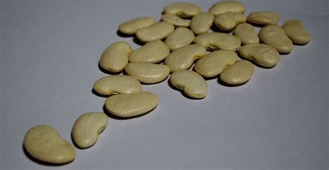 Large White Beans Casibeans