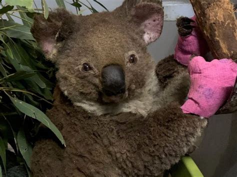 Koalas Face Extinction Threat After Wildfires Report The Intelligencer