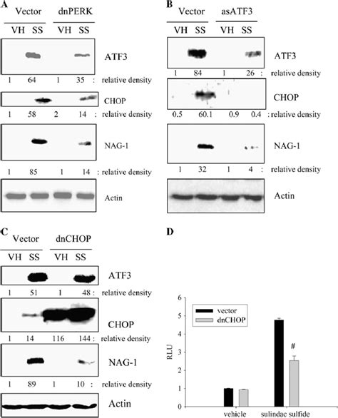 Involvement Of Er Stress Markers In Sulindac Sulfide Induced Nag 1