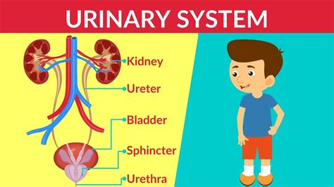 Urinary System How Your Urinary System Works Urinary System Parts