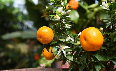 Small Orange Fruit Growing On A Tree Stock Photo Image Of Fresh