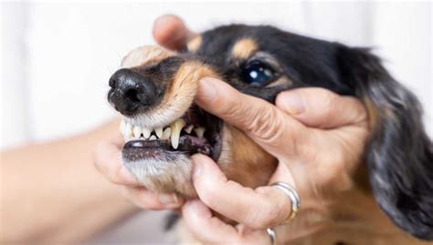 Dog Gums With Dark Spots And When To Be Worried Top Dog Tips