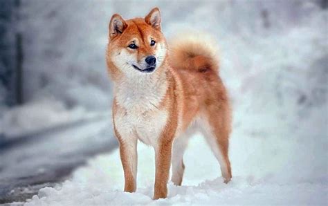 Japanese Shiba Inu Dog Breed Information And Facts Pets Feed