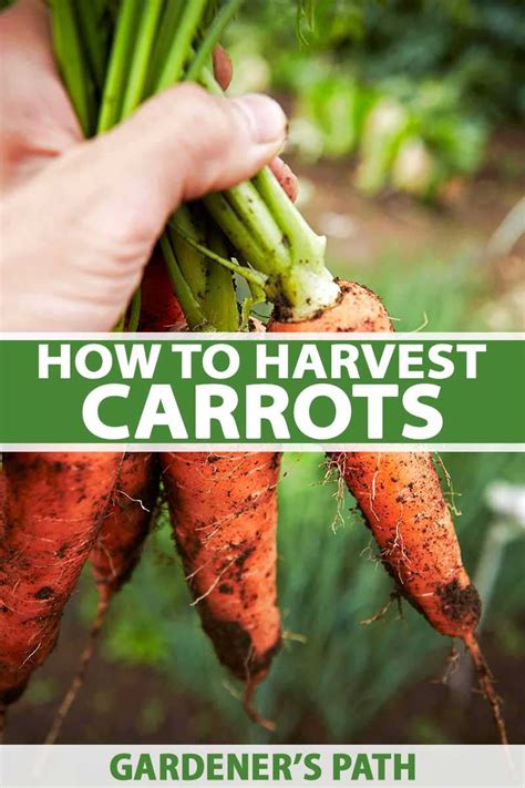 Carrots are typically ready to harvest 40 to 55 days after sowing seed. How and When to Harvest Carrots | Gardener's Path in 2020 ...