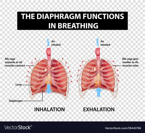 Diagram Showing Diaphragm Functions In Breathing Vector Image