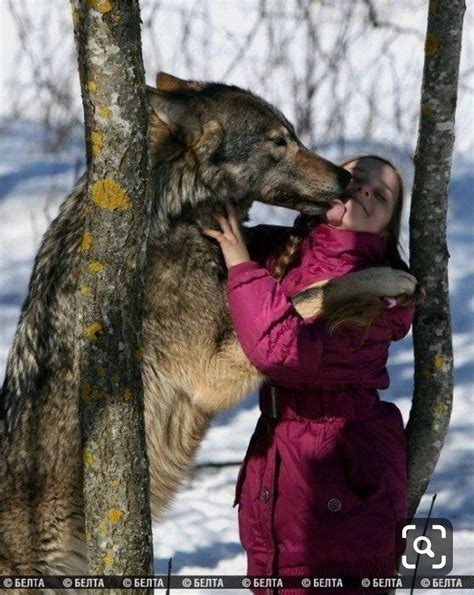 Самый Большой Волк В Мире Фото