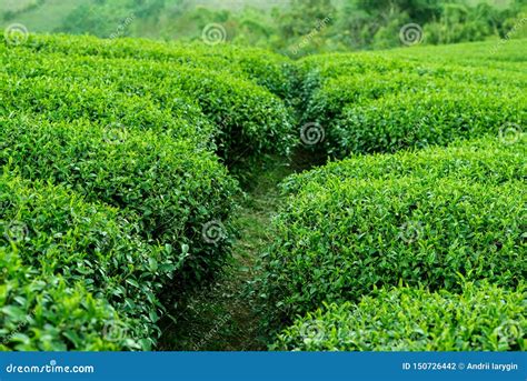 Tea Bushes Plantations In The Mountains Stock Photo Image Of Leaves