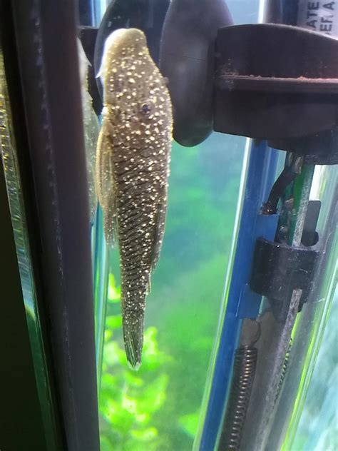 Bad Ich On New Pleco More Info In Comments Raquariums