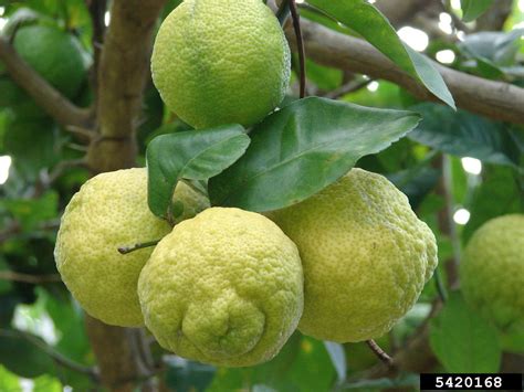Lemon Citrus X Limon
