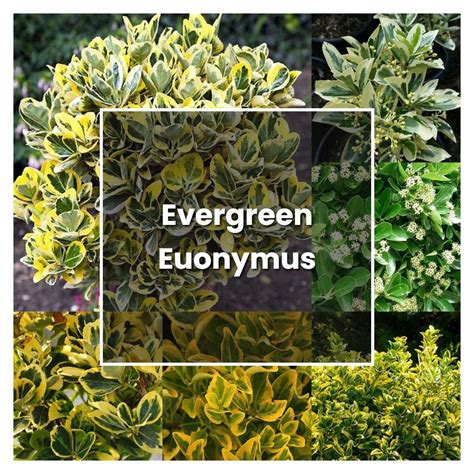 How To Grow Evergreen Euonymus Plant Care And Tips Norwichgardener
