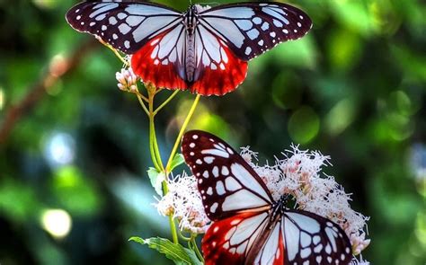 Cute Natural Butterfly Flowers Wallpapers ~ Latest Images Free Download
